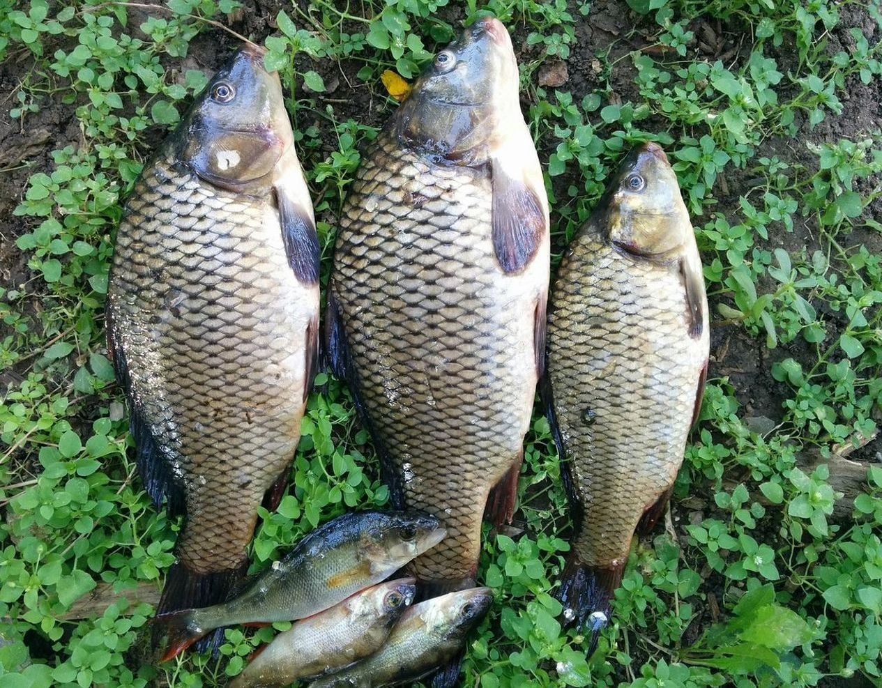 Uma mesa com cartas topográficas, cadernos abertos e equipamento de pesca